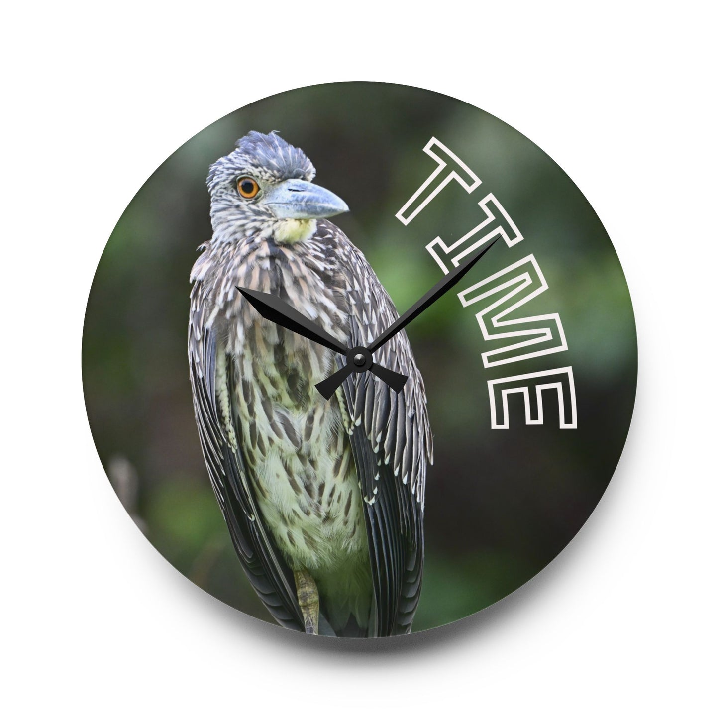 Acrylic Wall Clock — Bird Photo "TIME" Decorative Wall Clock for Nature Lovers