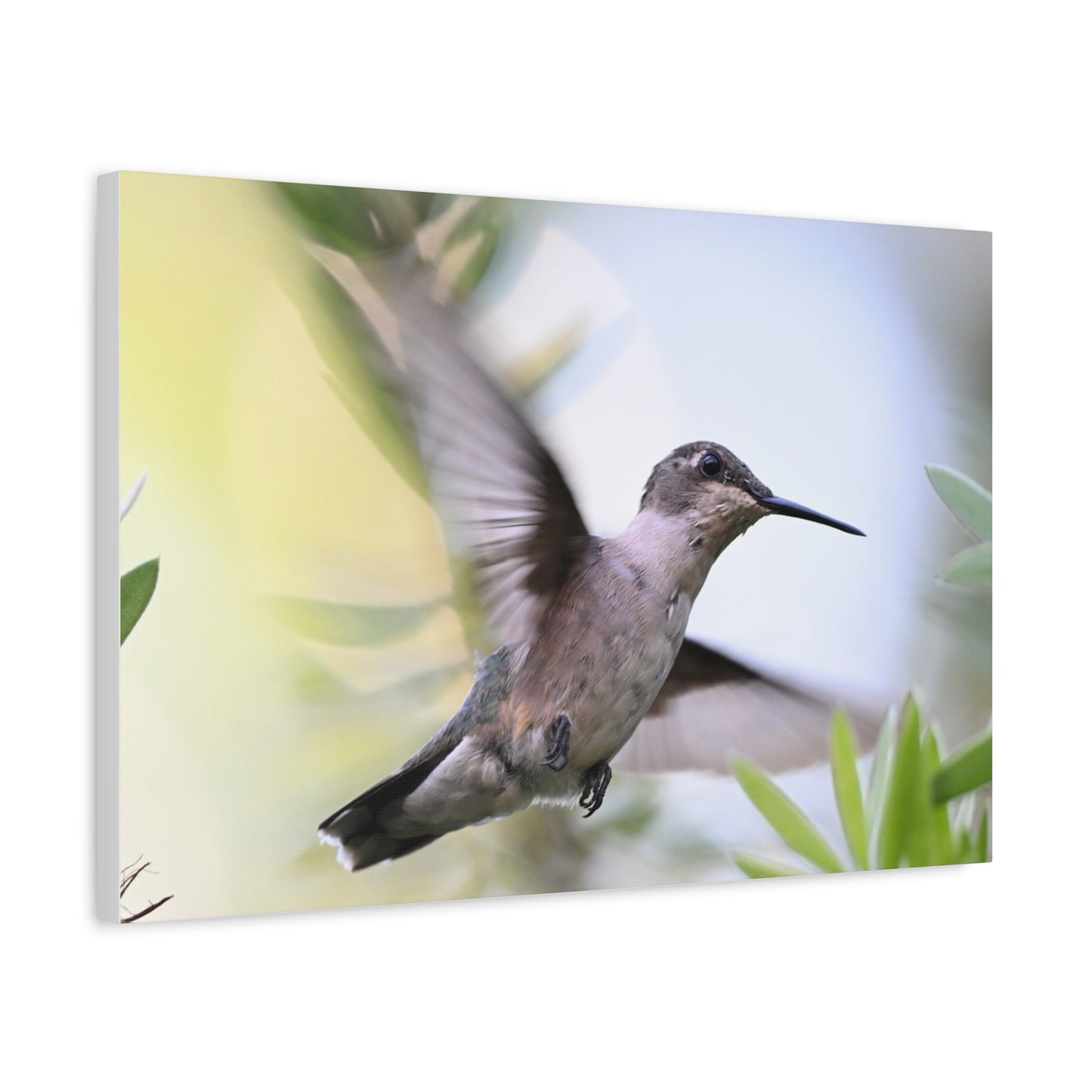 Hummingbird Canvas Wall Art — Matte Stretched 1.25"