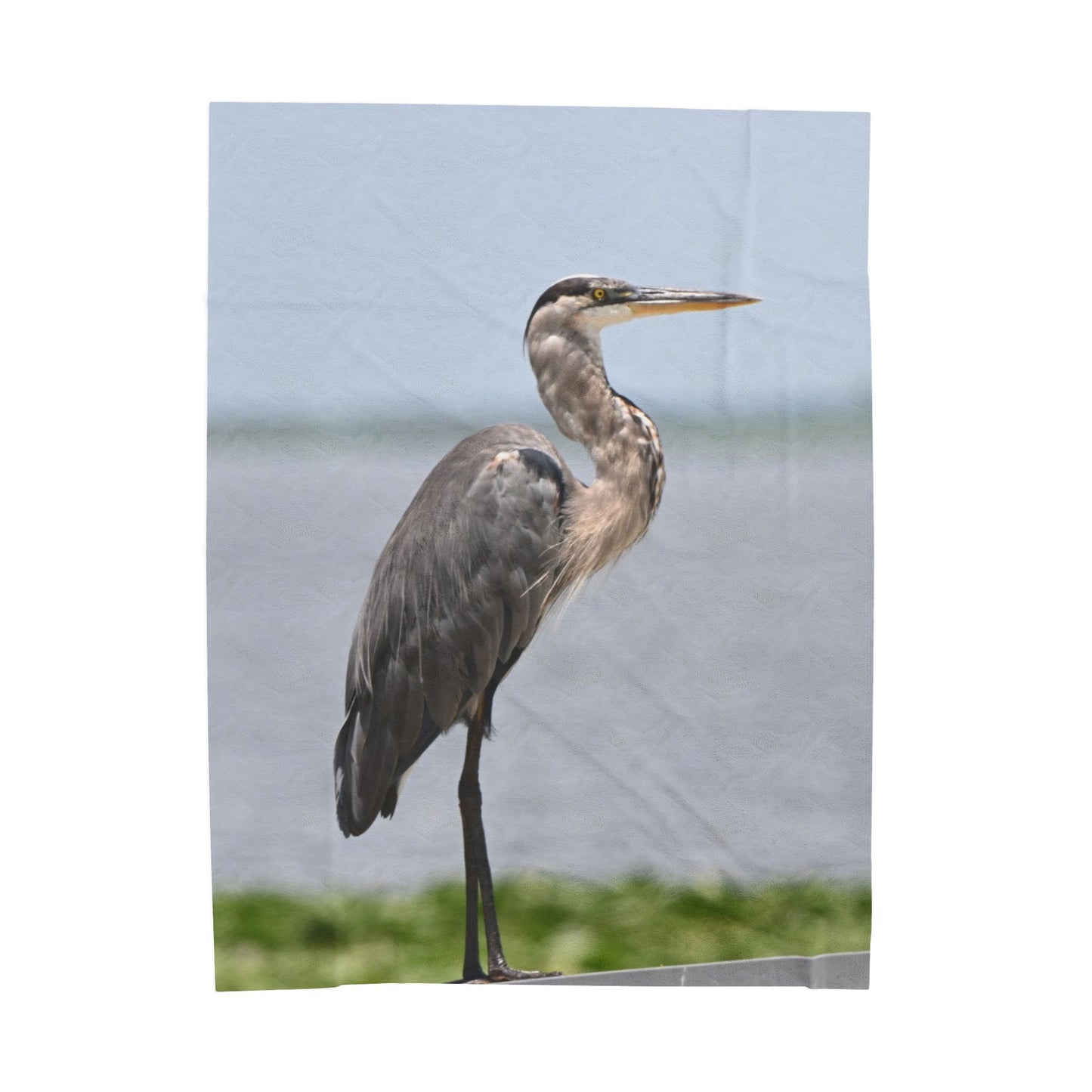 Great Blue Heron Velveteen Plush Blanket — Cozy Wildlife Photo Throw