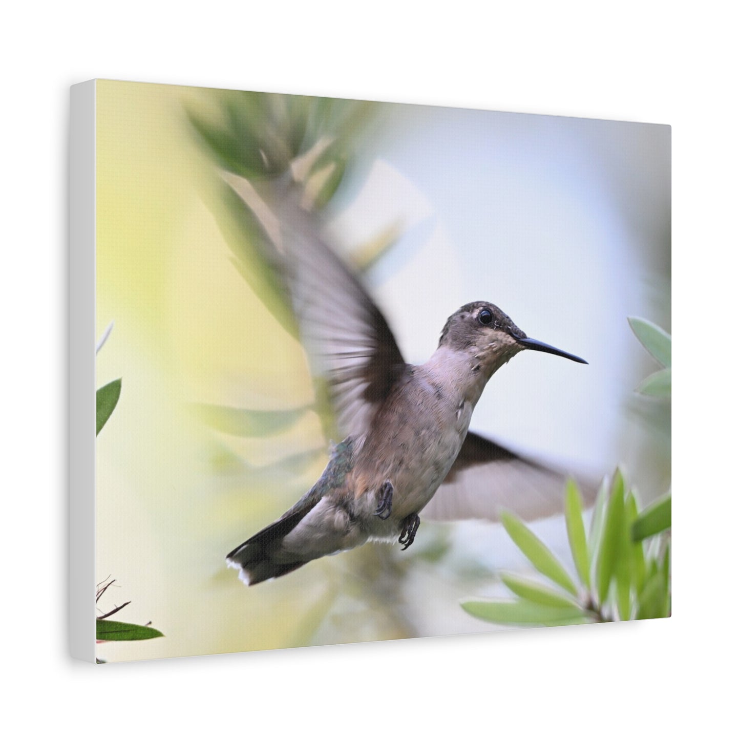Hummingbird Canvas Wall Art — Matte Stretched 1.25"