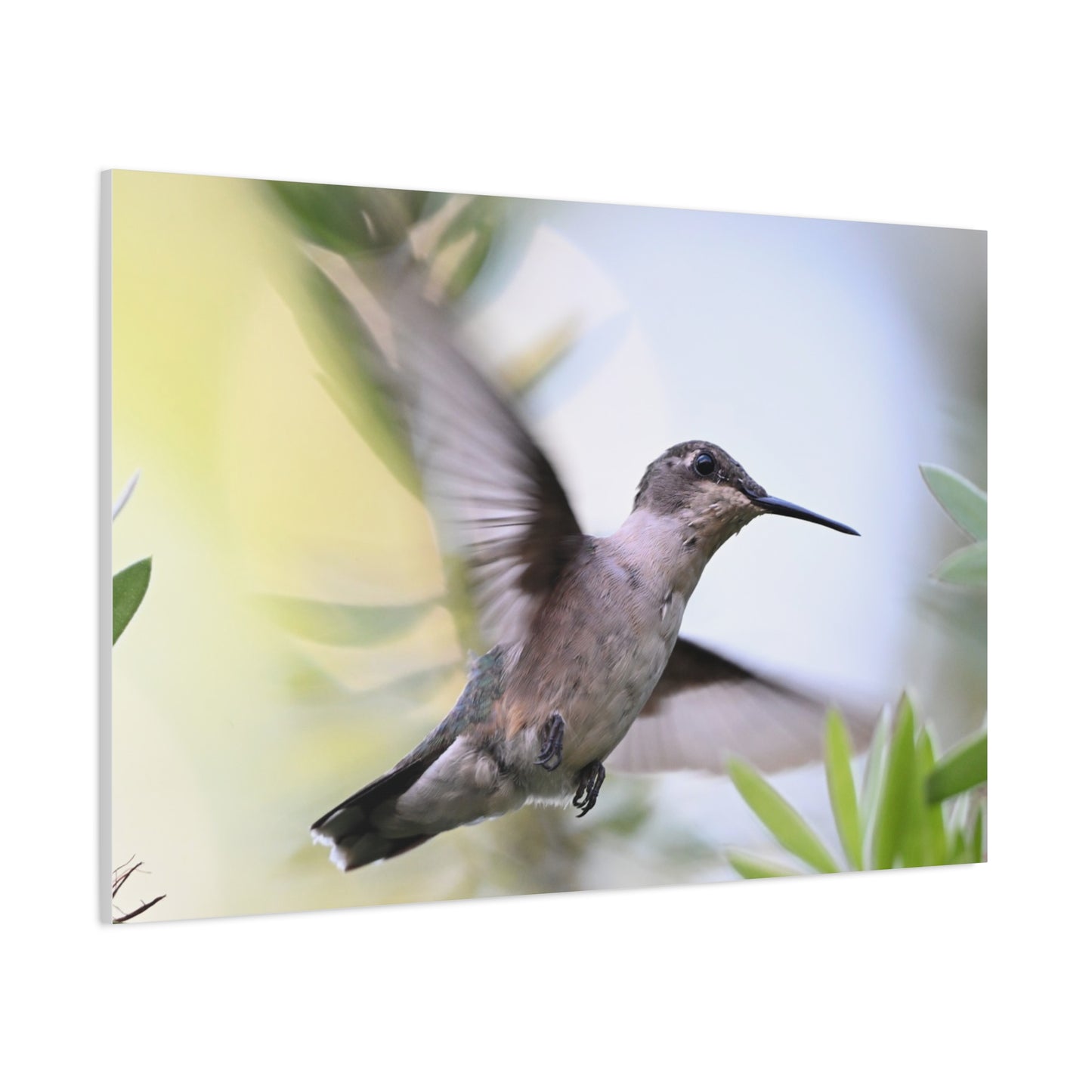Hummingbird Canvas Wall Art — Matte Stretched 1.25"