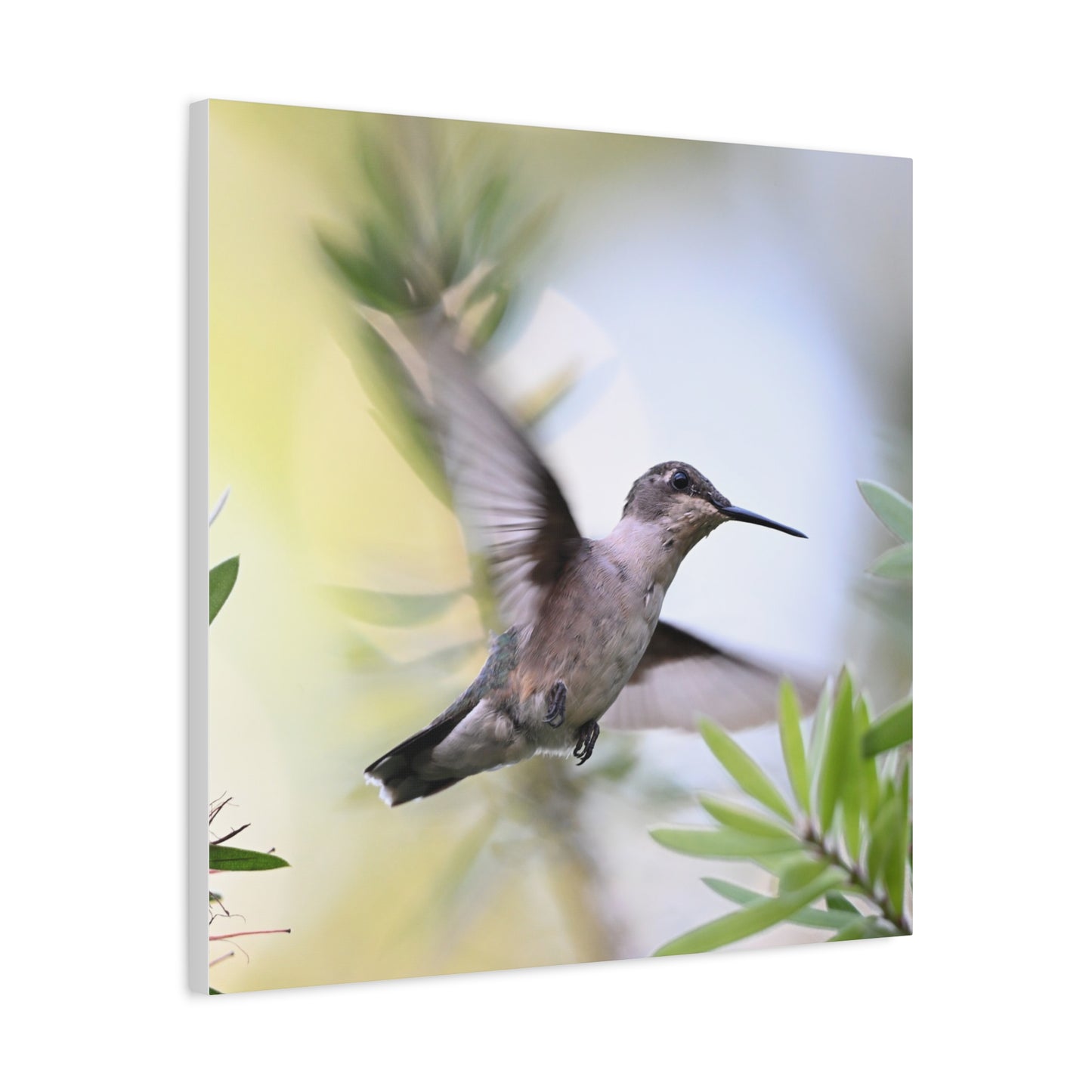 Hummingbird Canvas Wall Art — Matte Stretched 1.25"