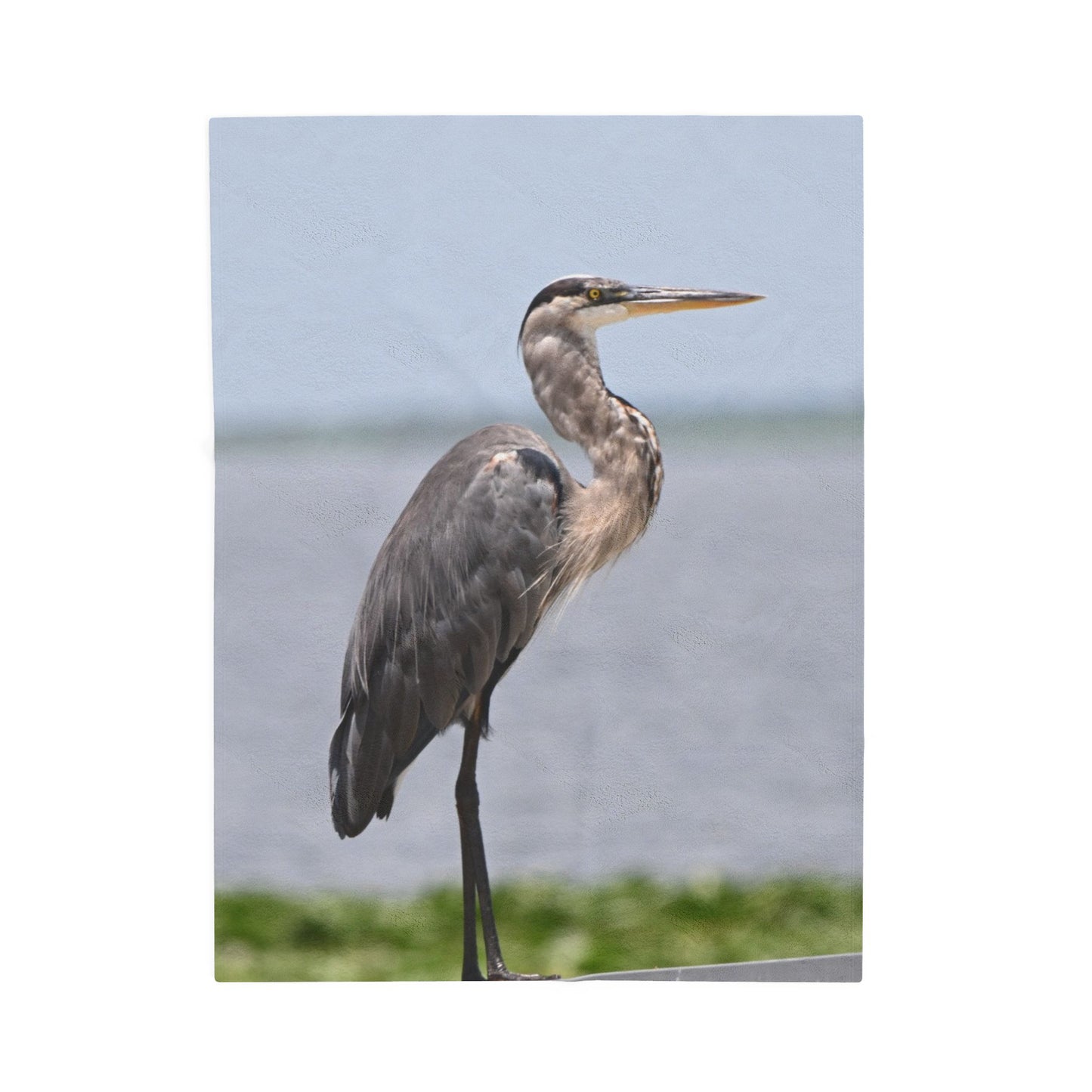 Great Blue Heron Velveteen Plush Blanket — Cozy Wildlife Photo Throw