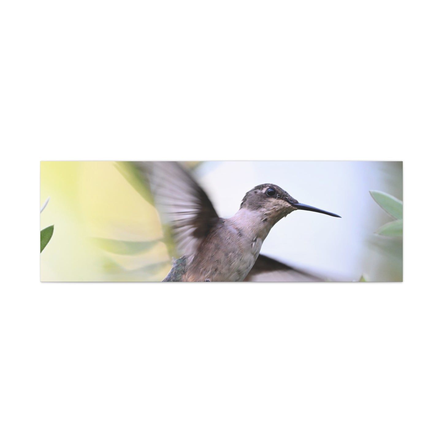 Hummingbird Canvas Wall Art — Matte Stretched 1.25"