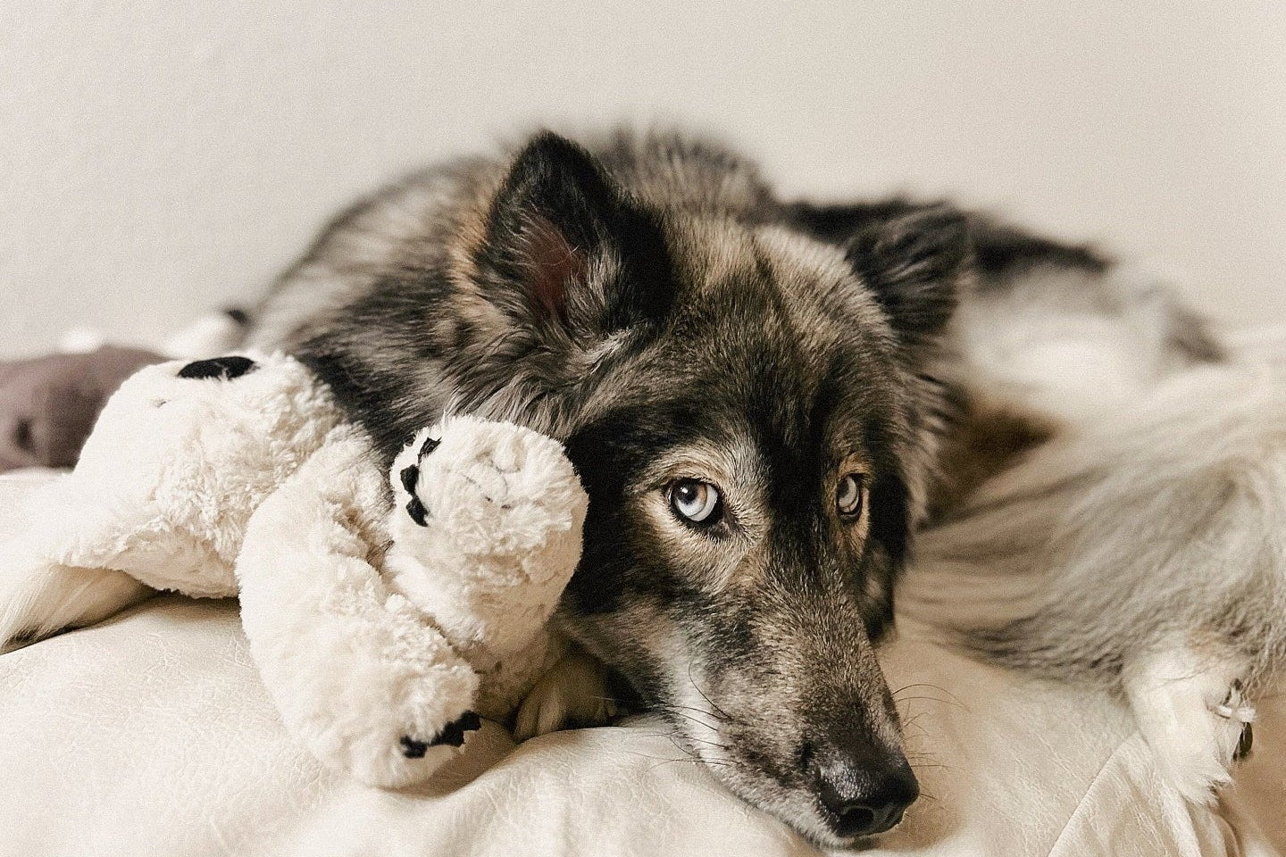 Koko Maxi Plushie