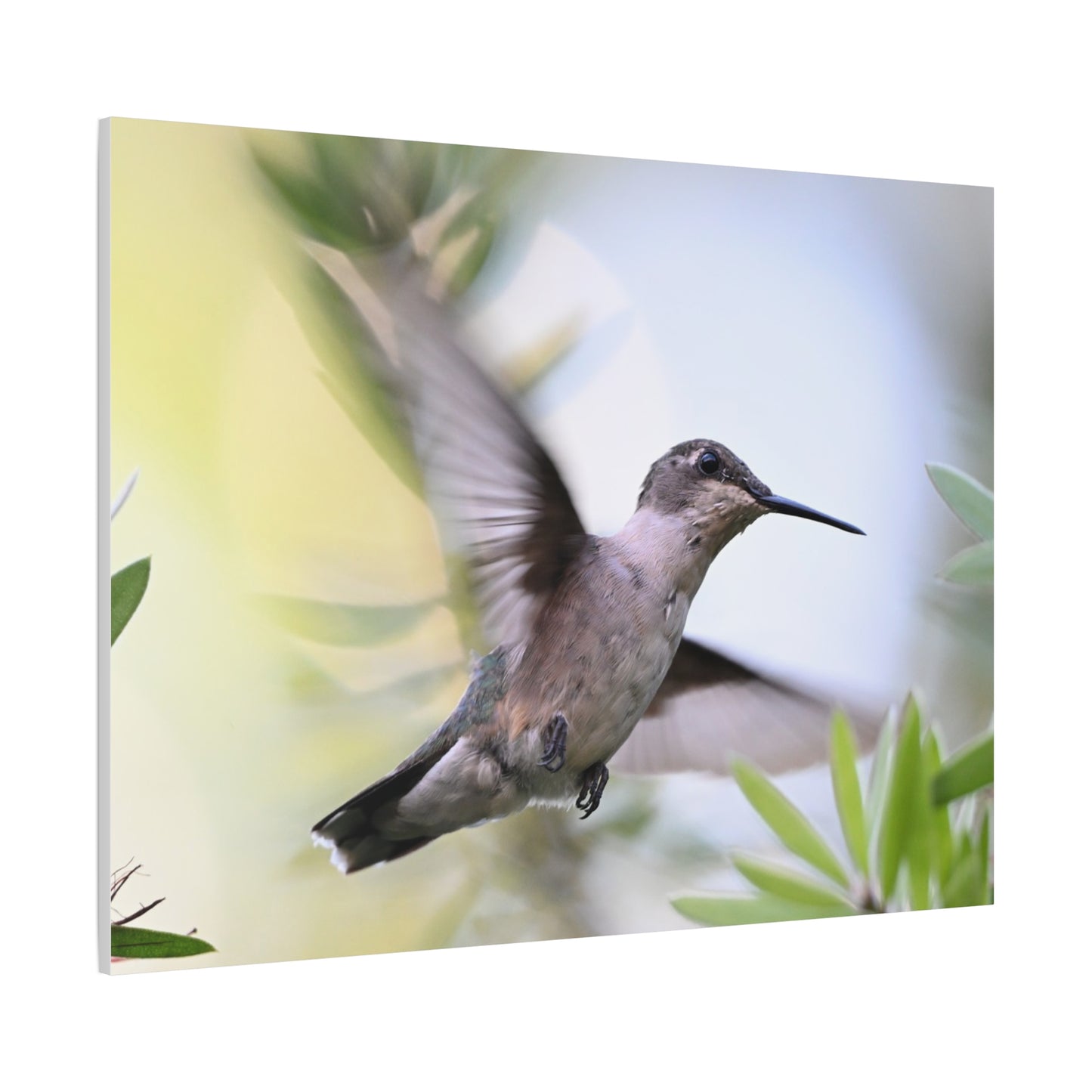 Hummingbird Canvas Wall Art — Matte Stretched 1.25"