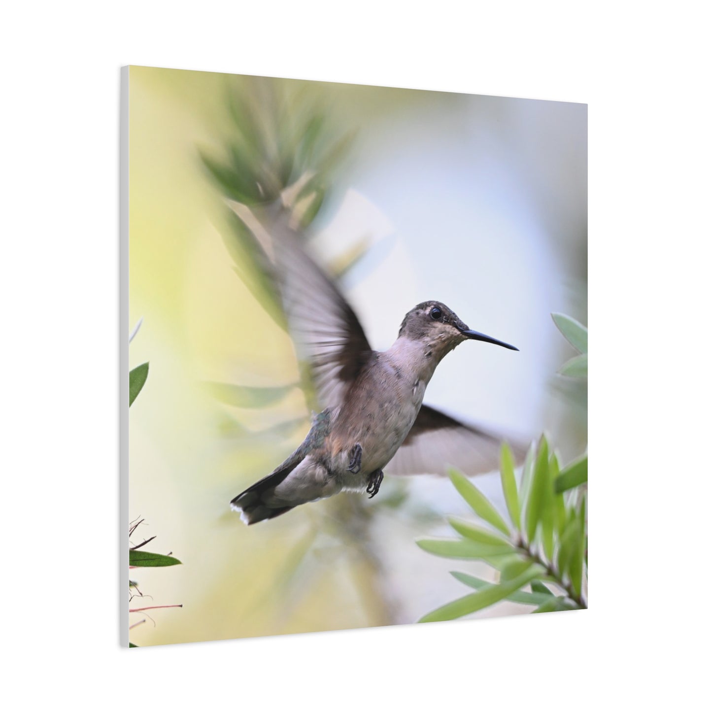 Hummingbird Canvas Wall Art — Matte Stretched 1.25"