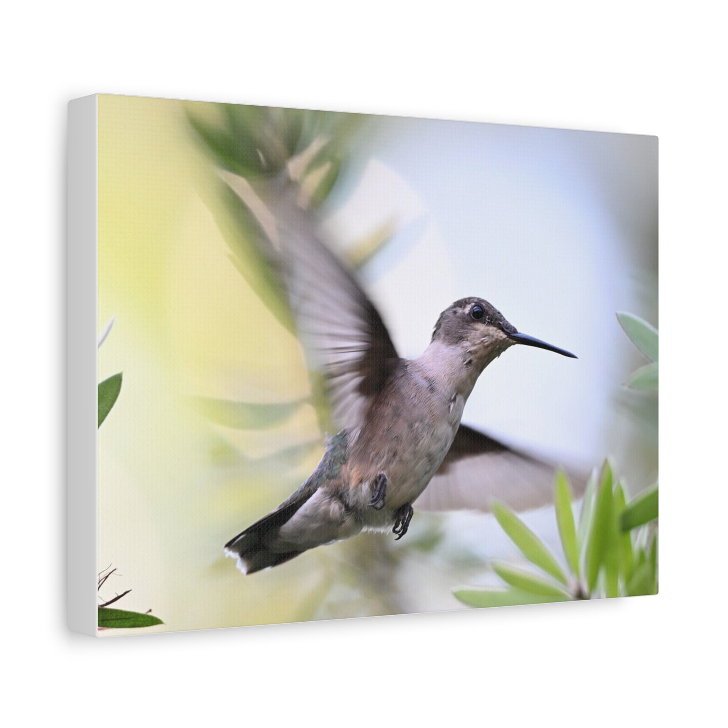 Hummingbird Canvas Wall Art — Matte Stretched 1.25"