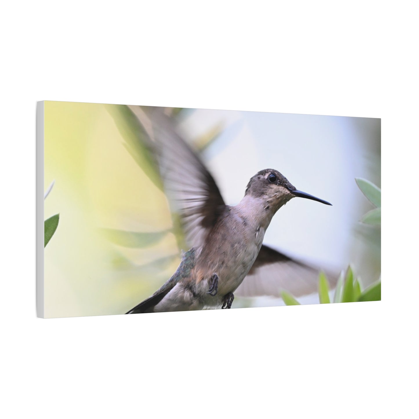 Hummingbird Canvas Wall Art — Matte Stretched 1.25"